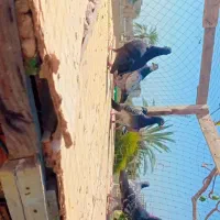 10عدد کبوتر سه پاکستانی 7تا نرپر|پرنده|چابهار, |دیوار