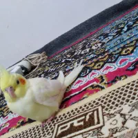 عروس هلندی گمشده