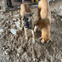 سگ نگهبان عراقی|سگ|اردبیل, |دیوار