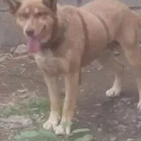 سگ هاسکی|سگ|خان ببین, |دیوار