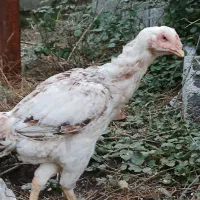 3عددمرغ نژاد دار