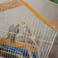 فروش پرنده|پرنده|نجفآباد, گلدشت|دیوار