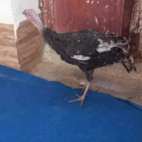 بوقلمون ماده ۷ ماهه|حیوانات مزرعه|زابل, |دیوار