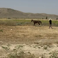 اسب