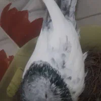 کبوترکله سبزقلدرسالم