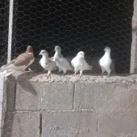 پرنده