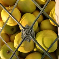 میوه فروشی حاجی ارزونی واقعی|خوردنی و آشامیدنی|شهریار, شهرک بهاران (ویره)|دیوار