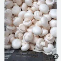 تولید وپخش قارچ  درجه 1 درجه2 درجه 3