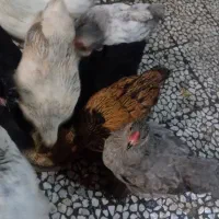 برهما|حیوانات مزرعه|رشت, پل تالشان|دیوار