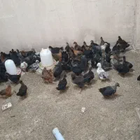 جوجه گلپایگانی کاکلی و ساده