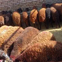 ۵۰عدد بره نر پرواری