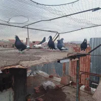 کبوتر پرنده|پرنده|کرمان, |دیوار