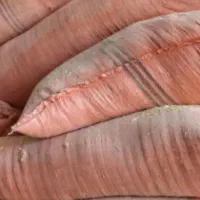 کاه گندم ، کاهکوب کمباین