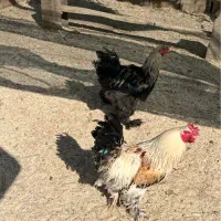 فروش دو خروس برهما اصل