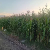 ذرت علوفه ای|عمدهفروشی|سرخنکلاته, |دیوار