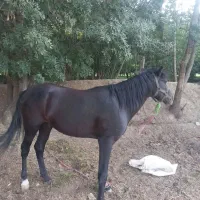 فروش یک عدد اسب