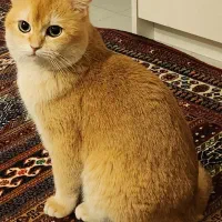 بریتیش گلد نر برای جفت گیری