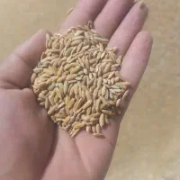 چلتوک