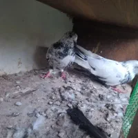 فروش کبوتر شازده و خالپیس|پرنده|بابل, |دیوار