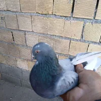 کفتر|پرنده|کوهدشت, |دیوار