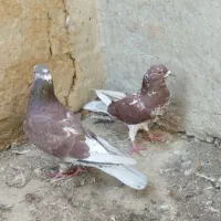 کبوتر|پرنده|رامیان, |دیوار