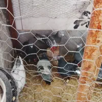 کفتر یا کبوتر