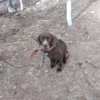 سگ آلمانی پوینتر|سگ|دماوند, دماوند|دیوار