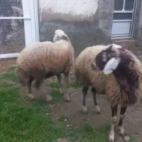 گوسفند فروشی