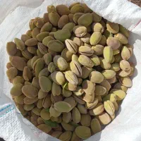 بادام کاغذی مناسب آجیل