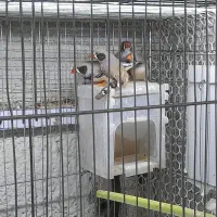 فنچ لپ سیاه معاوضه با بنگالی