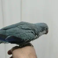 طوطی راهب|پرنده|تبریز, |دیوار