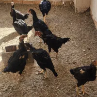 تخم مرغ لاری یتیغ مشکی و طوسی|حیوانات مزرعه|خاوران, |دیوار