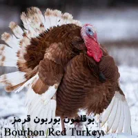 بوقلمون باگوشت لذیذ محلی شب یلدا