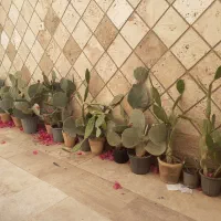 کاکتوس|گل و گیاه طبیعی|کاشان, الغدیر|دیوار