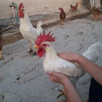 خروس جوان و سرحال