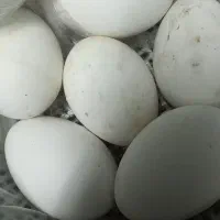 تخم قوغاز دو رگه نطفه دار