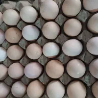 تخم مرغ.نطفه دار