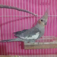 فروش عروس هلندی