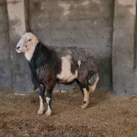 قوچ پلنگی افشار اصیل|حیوانات مزرعه|سیمین شهر, |دیوار