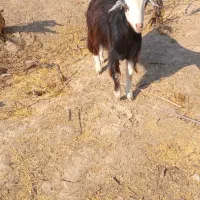 کهره نر|حیوانات مزرعه|جهرم, |دیوار