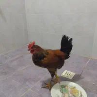 خروس گلپایگانی 7 ماهه