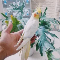 جوجه عروس هلندی رام و چلوندنی|پرنده|قم, شهدا|دیوار