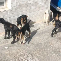 کهره شیری و بره شیری همه نژاد|حیوانات مزرعه|شیراز, بید زرد|دیوار