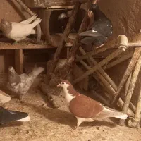 همه باهم به فروش میرسد به شرط|پرنده|تربت‌حیدریه, مسجد جامع|دیوار