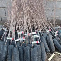 ارقام نهال صنوبر و گردو و پسته و میوه