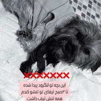 گمشده سگ شیتزو لنگرود