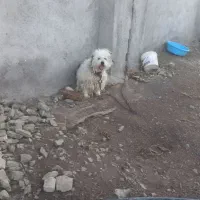 پاکوتاه ماده برای  نگهبانی خیلی عالی