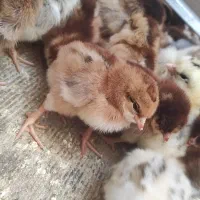 جوجه|حیوانات مزرعه|بندرعباس, |دیوار