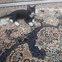 واگذاری رایگان گربه|گربه|نظرآباد, نظرآباد|دیوار