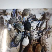 ۶کیلو ماهی بشرط تازه